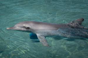 Captured at Sea World, Main Beach QLD Australia.