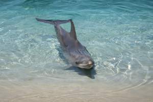 Captured at Sea World, Main Beach QLD Australia.