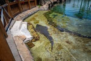 Captured at Sea World, Main Beach QLD Australia.