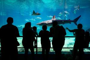 Captured at Sea World, Main Beach QLD Australia.