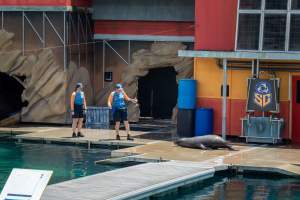 Captured at Sea World, Main Beach QLD Australia.