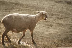 Warren County Farmers' Fair & Balloon Festival 2019 - Captured at Warren County Farmers' Fair, Phillipsburg NJ United States.