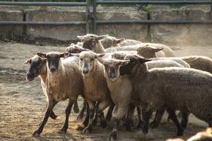 Warren County Farmers' Fair & Balloon Festival 2019 - Captured at Warren County Farmers' Fair, Phillipsburg NJ United States.