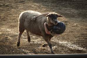 Warren County Farmers' Fair & Balloon Festival 2019 - Captured at Warren County Farmers' Fair, Phillipsburg NJ United States.