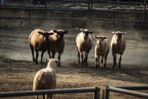 Warren County Farmers' Fair & Balloon Festival 2019 - Captured at Warren County Farmers' Fair, Phillipsburg NJ United States.