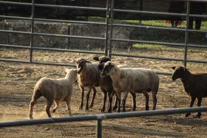 Warren County Farmers' Fair & Balloon Festival 2019 - Captured at Warren County Farmers' Fair, Phillipsburg NJ United States.