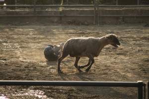 Warren County Farmers' Fair & Balloon Festival 2019 - Captured at Warren County Farmers' Fair, Phillipsburg NJ United States.