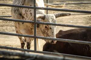 Warren County Farmers' Fair & Balloon Festival 2019 - Captured at Warren County Farmers' Fair, Phillipsburg NJ United States.