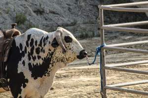 Warren County Farmers' Fair & Balloon Festival 2019 - Captured at Warren County Farmers' Fair, Phillipsburg NJ United States.