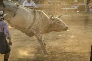 Warren County Farmers' Fair & Balloon Festival 2019 - Captured at Warren County Farmers' Fair, Phillipsburg NJ United States.