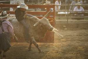 Warren County Farmers' Fair & Balloon Festival 2019 - Captured at Warren County Farmers' Fair, Phillipsburg NJ United States.