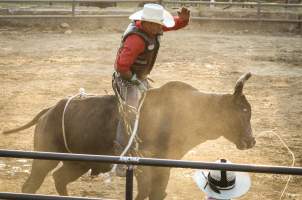 Warren County Farmers' Fair & Balloon Festival 2019 - Captured at Warren County Farmers' Fair, Phillipsburg NJ United States.