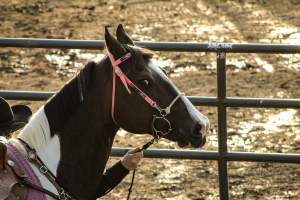Warren County Farmers' Fair & Balloon Festival 2019 - Captured at Warren County Farmers' Fair, Phillipsburg NJ United States.