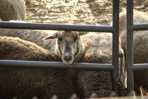 Warren County Farmers' Fair & Balloon Festival 2019 - Captured at Warren County Farmers' Fair, Phillipsburg NJ United States.