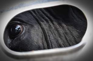 American Halal Meats August 1st 2019 - Captured at American Halal Meats, Newark NJ United States.