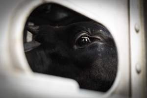 American Halal Meats August 1st 2019 - Captured at American Halal Meats, Newark NJ United States.