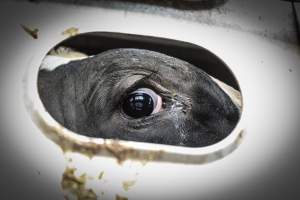 American Halal Meats August 1st 2019 - Captured at American Halal Meats, Newark NJ United States.