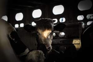 American Halal Meats August 1st 2019 - Captured at American Halal Meats, Newark NJ United States.