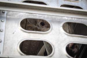 American Halal Meats August 1st 2019 - Captured at American Halal Meats, Newark NJ United States.