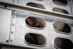 American Halal Meats August 1st 2019 - Captured at American Halal Meats, Newark NJ United States.