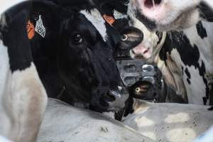 American Halal Meats August 1st 2019 - Captured at American Halal Meats, Newark NJ United States.