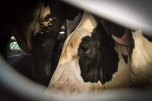 American Halal Meats August 1st 2019 - Captured at American Halal Meats, Newark NJ United States.