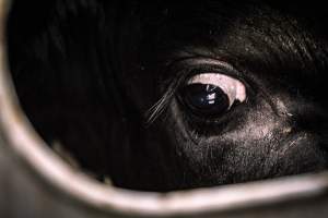 American Halal Meats August 1st 2019 - Captured at American Halal Meats, Newark NJ United States.