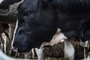 American Halal Meats August 1st 2019 - Captured at American Halal Meats, Newark NJ United States.