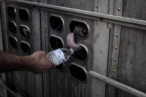 American Halal Meats August 1st 2019 - Captured at American Halal Meats, Newark NJ United States.