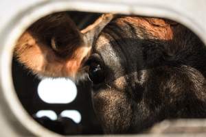 American Halal Meats August 1st 2019 - Captured at American Halal Meats, Newark NJ United States.