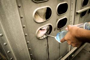 American Halal Meats August 1st 2019 - Captured at American Halal Meats, Newark NJ United States.