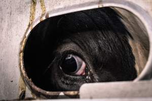 American Halal Meats August 1st 2019 - Captured at American Halal Meats, Newark NJ United States.