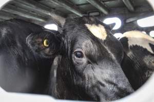 American Halal Meats August 1st 2019 - Captured at American Halal Meats, Newark NJ United States.