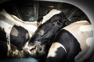 American Halal Meats August 1st 2019 - Captured at American Halal Meats, Newark NJ United States.