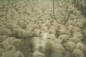 Hundreds of chickens inside an Allen Harim owned factory farm - Captured at MICHAEL A. LESNIOWSKI/H.D. MYLES FARMS, Church Hill MD United States.