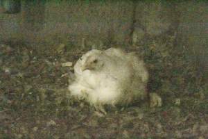 Hundreds of chickens inside an Allen Harim owned factory farm - Captured at MICHAEL A. LESNIOWSKI/H.D. MYLES FARMS, Church Hill MD United States.