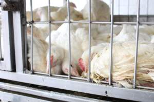 Alnoor Halal Meat Market - Captured at Alnoor Halal Meat Market, Brooklyn NY United States.