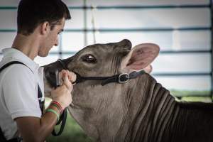 Somerset County 4-H Fair 2019 - Captured at Somerset County Ted Blum 4-H Center, Bridgewater NJ United States.