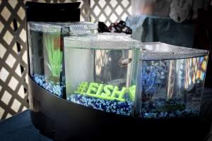 Somerset County 4-H Fair 2019 - Captured at Somerset County Ted Blum 4-H Center, Bridgewater NJ United States.