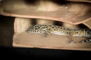 Somerset County 4-H Fair 2019 - Captured at Somerset County Ted Blum 4-H Center, Bridgewater NJ United States.