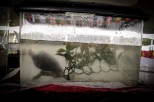 Somerset County 4-H Fair 2019 - Captured at Somerset County Ted Blum 4-H Center, Bridgewater NJ United States.