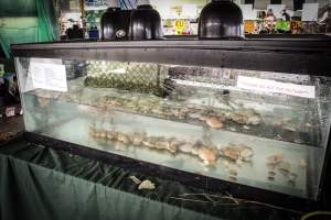 Somerset County 4-H Fair 2019 - Captured at Somerset County Ted Blum 4-H Center, Bridgewater NJ United States.