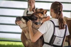 Somerset County 4-H Fair 2019 - Captured at Somerset County Ted Blum 4-H Center, Bridgewater NJ United States.