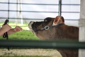 Somerset County 4-H Fair 2019 - Captured at Somerset County Ted Blum 4-H Center, Bridgewater NJ United States.