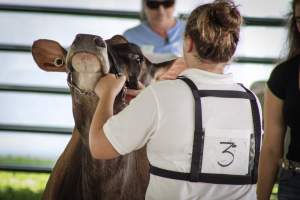 Somerset County 4-H Fair 2019 - Captured at Somerset County Ted Blum 4-H Center, Bridgewater NJ United States.