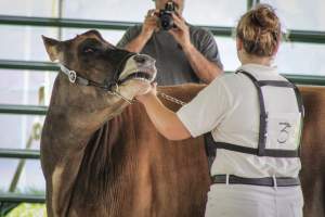 Somerset County 4-H Fair 2019 - Captured at Somerset County Ted Blum 4-H Center, Bridgewater NJ United States.