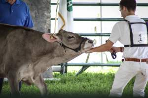Somerset County 4-H Fair 2019 - Captured at Somerset County Ted Blum 4-H Center, Bridgewater NJ United States.