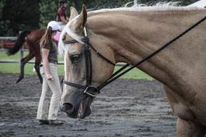 Somerset County 4-H Fair 2019 - Captured at Somerset County Ted Blum 4-H Center, Bridgewater NJ United States.