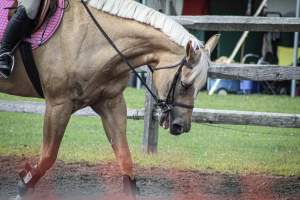 Somerset County 4-H Fair 2019 - Captured at Somerset County Ted Blum 4-H Center, Bridgewater NJ United States.