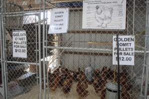 Sussex County Fair 2019 - Captured at Sussex County Fairgrounds, Frankford NJ United States.